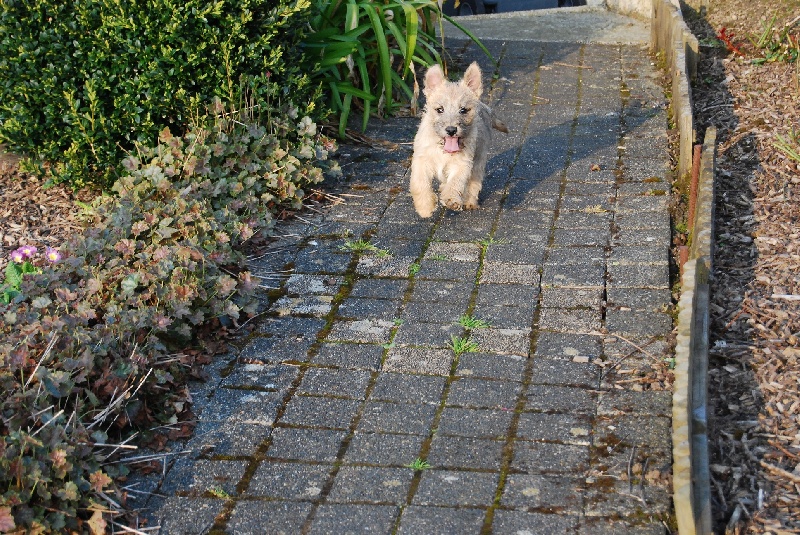 de La Tonnelle aux Orchidées - Cairn Terrier - Portée née le 16/12/2012