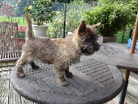CHIOT